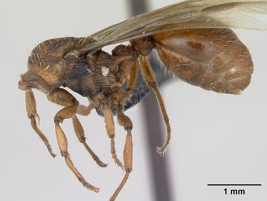 Myrmica sabuleti (Sandy Red Ant)