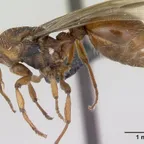 Myrmica sabuleti