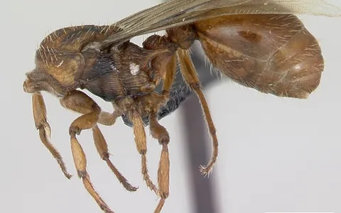 Myrmica sabuleti