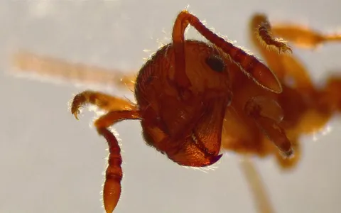 Myrmica scabrinodis