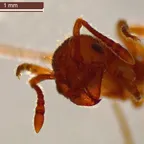 Myrmica scabrinodis