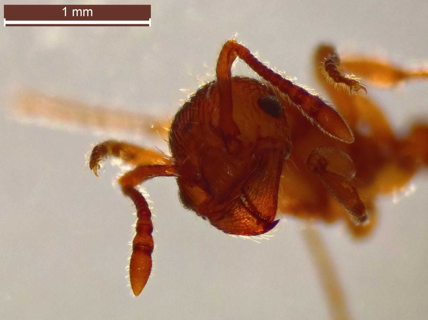 Myrmica scabrinodis (Elbowed Red Ant)