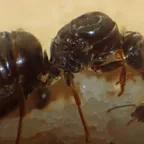 A Lasius niger queen with a cluster of eggs and cocoons