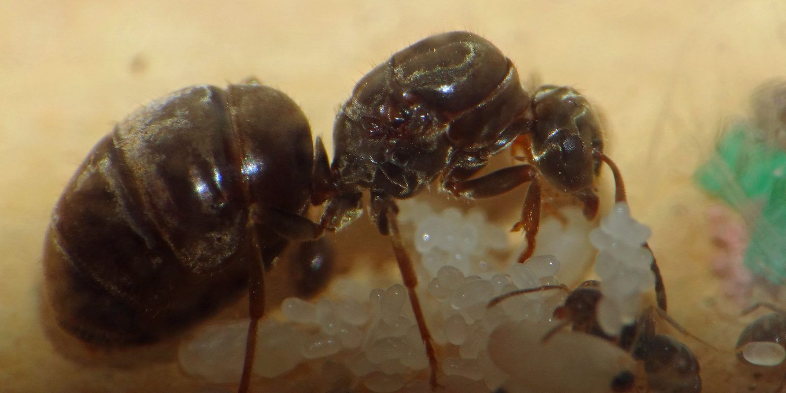 A Lasius niger queen with a cluster of eggs and cocoons