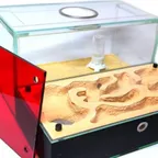 An acrylic formicarium (artificial ant nest) with sand and tunnels