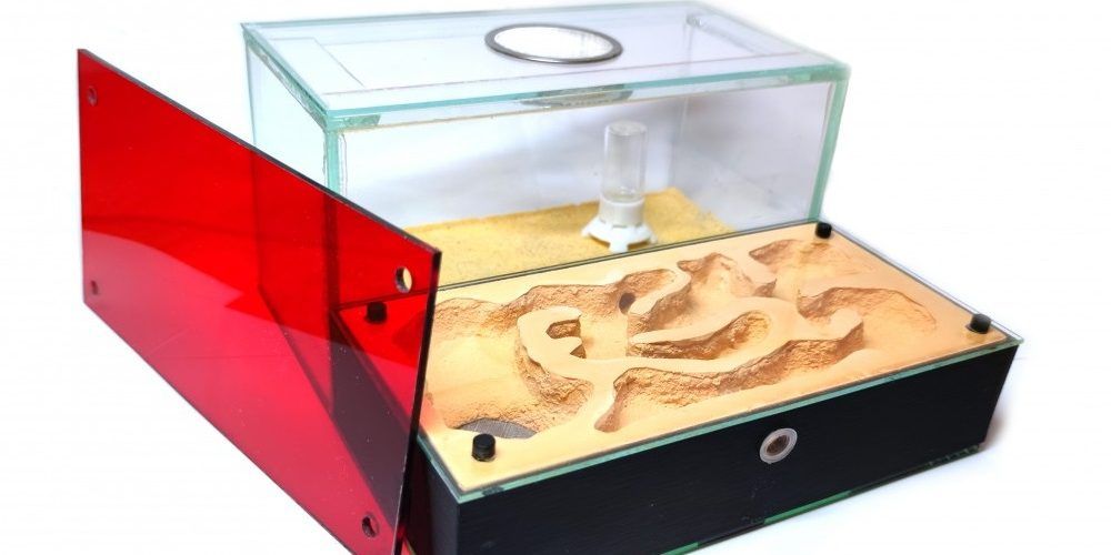 An acrylic formicarium (artificial ant nest) with sand and tunnels