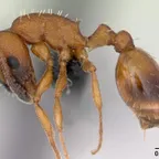 Temnothorax albipennis
