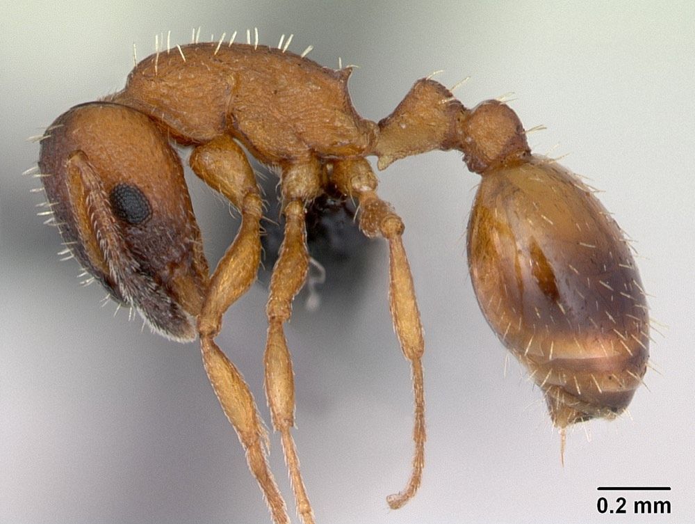 Temnothorax albipennis (Acorn Ant)