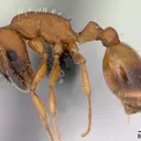 Temnothorax albipennis