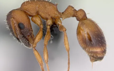 Temnothorax albipennis